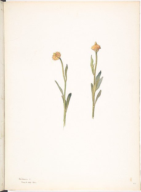 Yellow Flowers with Small Heads March 24, 1911-Margaret Neilso, vintage art, A3 (16x12") Poster Print