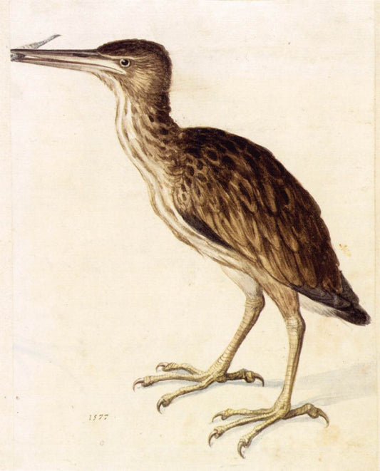Young Little Bittern, vintage artwork by Giuseppe Arcimboldo, 12x8" (A4) Poster